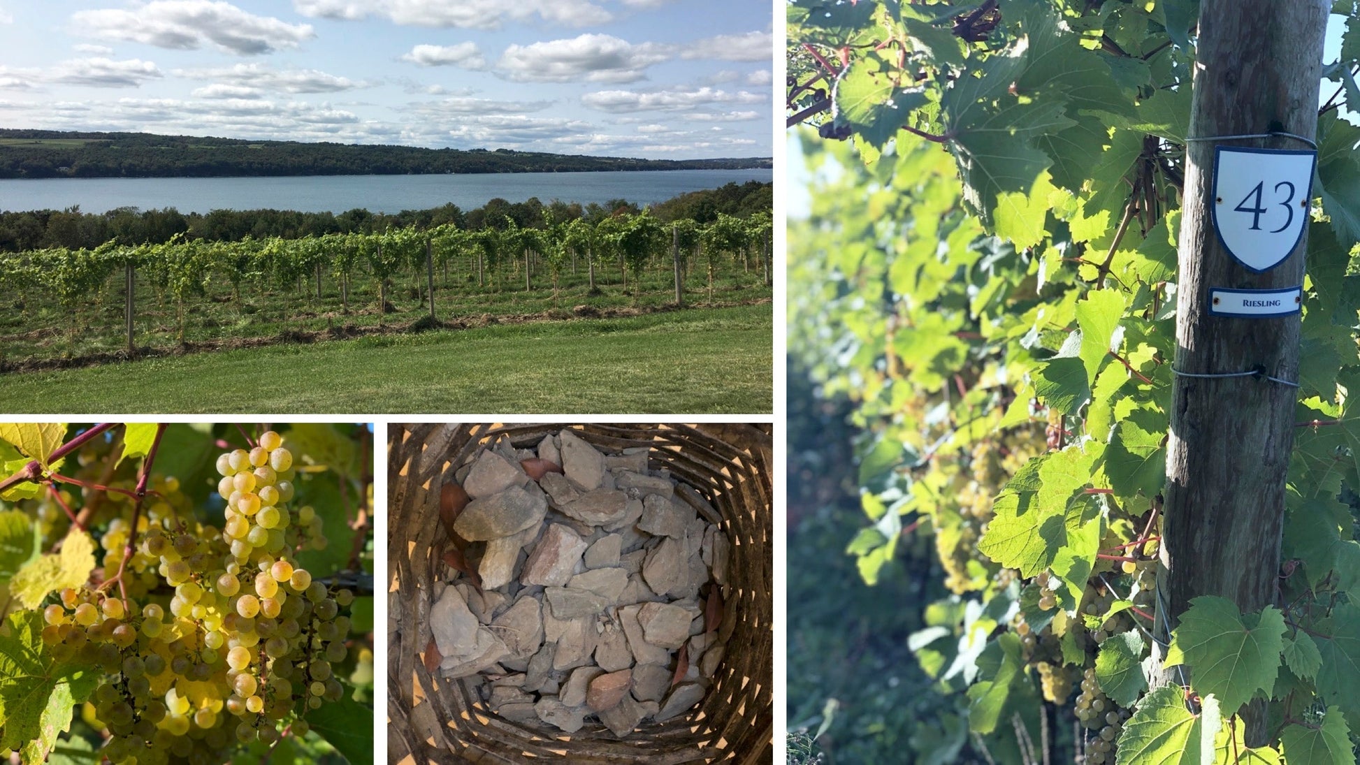 Aerangis No. 10 A Hundred and Fifteen Rows - Facette Gallery