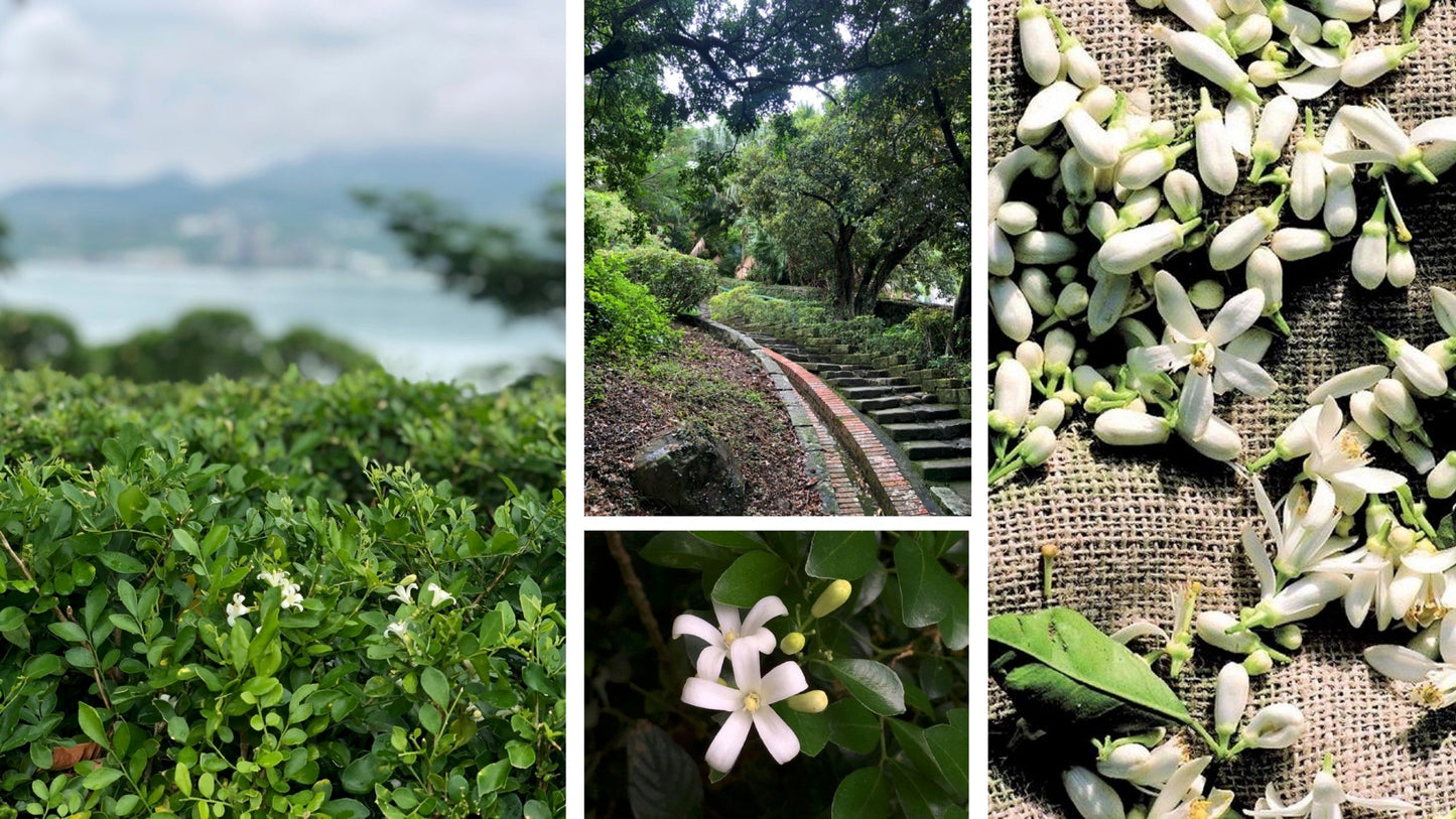 Collage of orange jasmine flowers growing on bushes, a garden pathway with trees, and jasmine flowers drying on burlap.