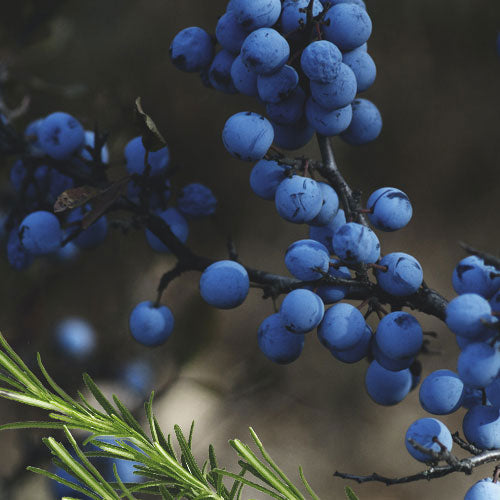 Ripe Juniper Stone Face Candle 27oz - Facette Gallery